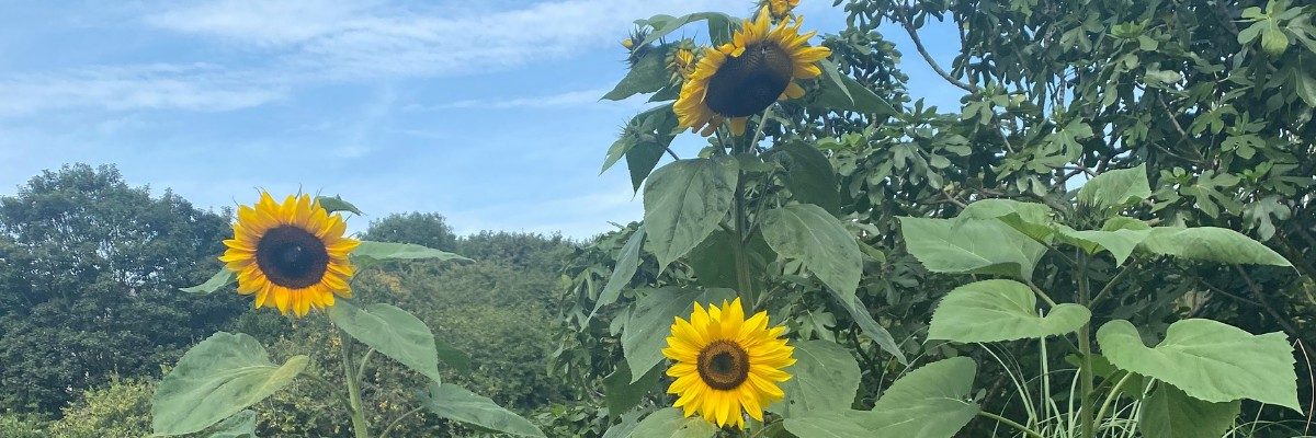 Sunflowers