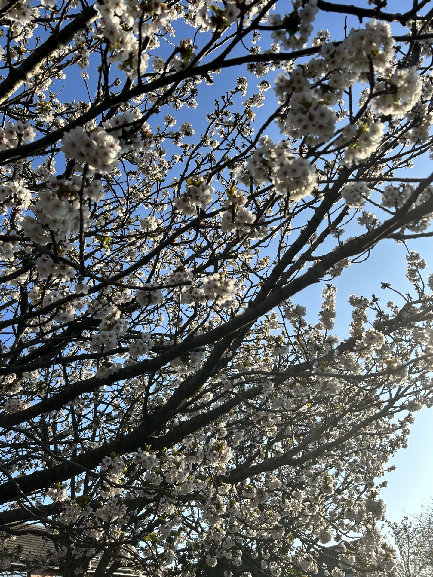 Cherry Blossom Tree