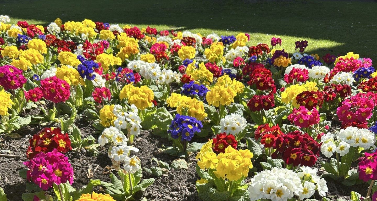 Flowers