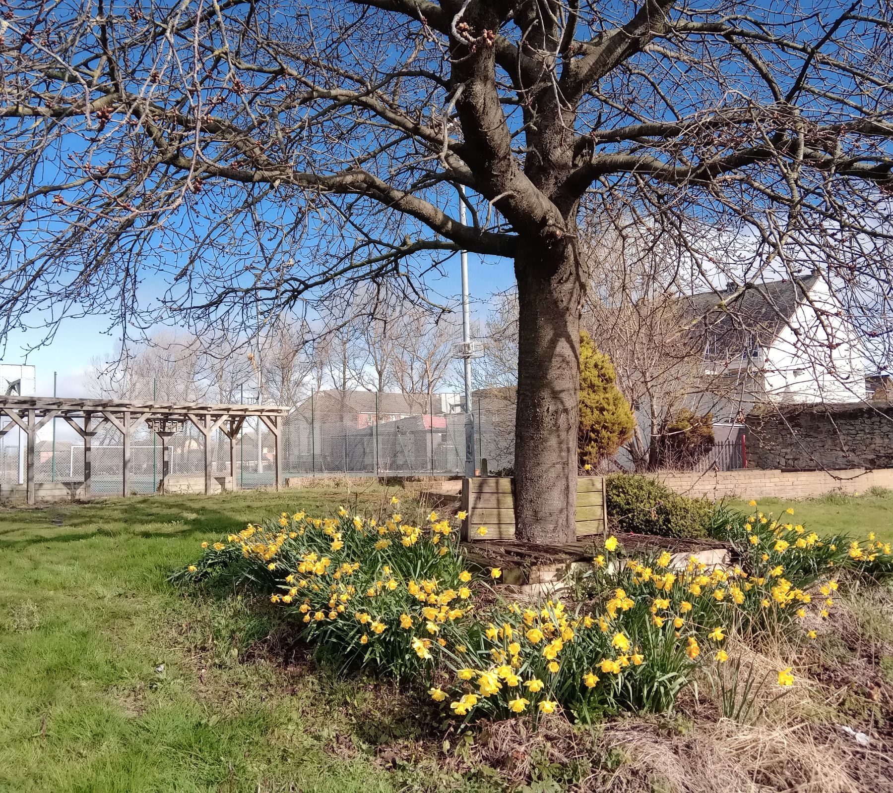 Picture of tree with Daffodils