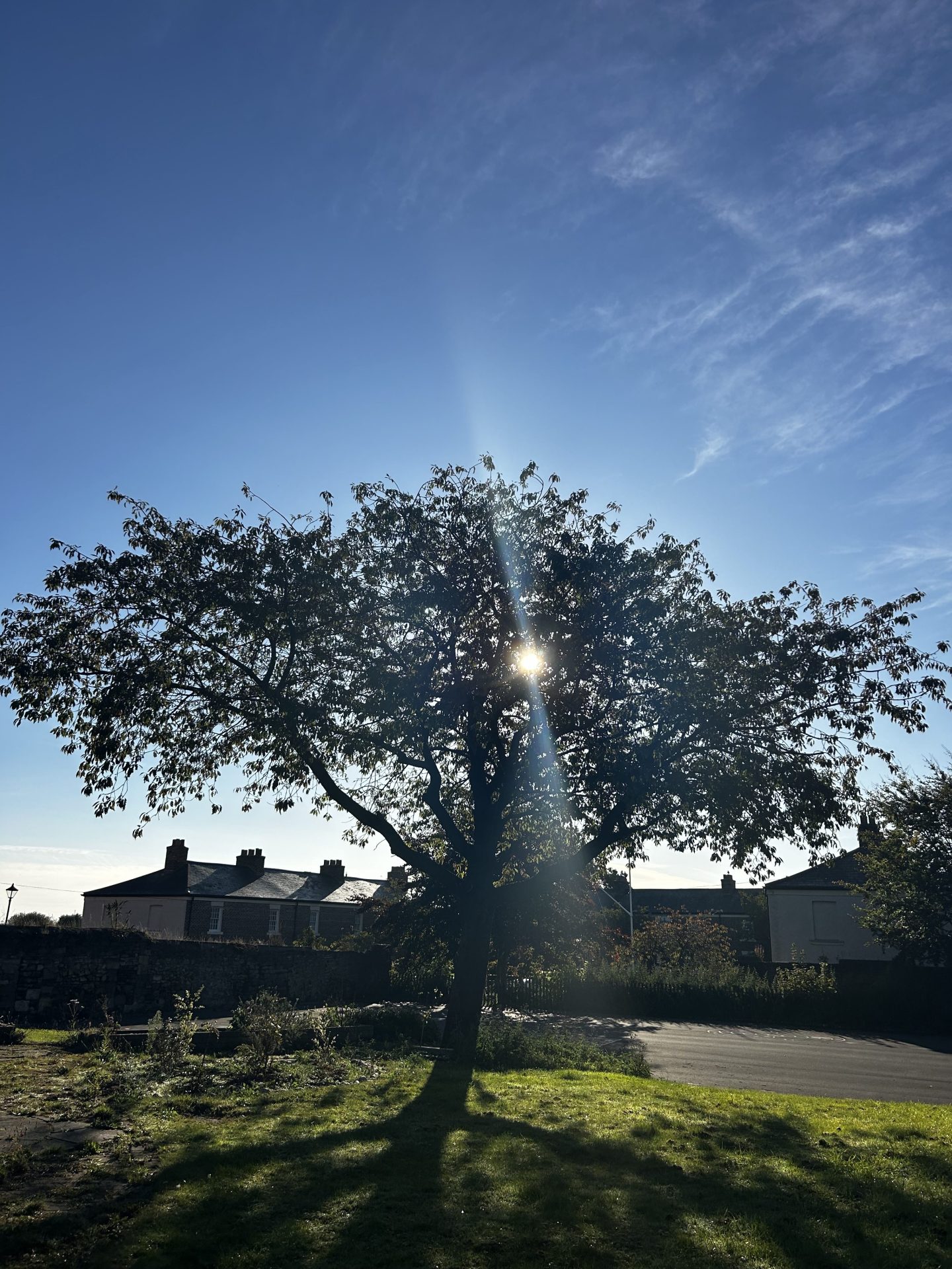 Tree with sun shining through